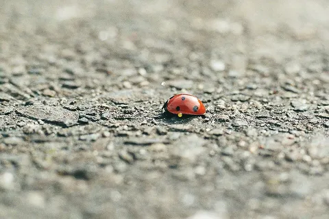 Coccinella septempunctata Reflexbluten