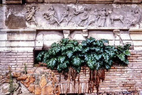 Acanthus at the Forum, Rome, shot on Canon AE-1