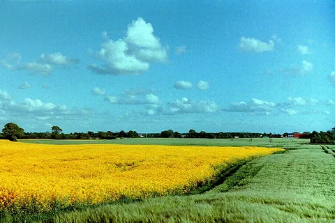 Rapsfeld bei Bredenbek