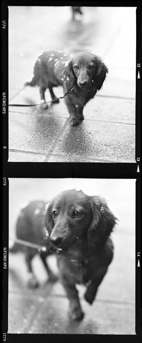 Dachshund with snow flakes 1995