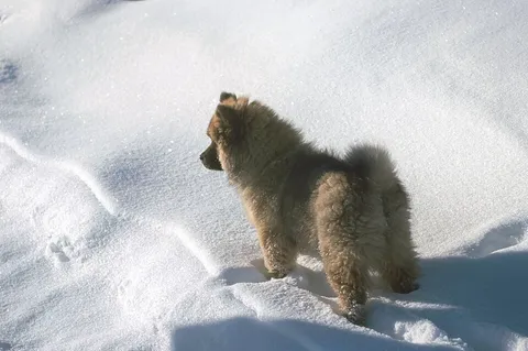 Dog in snow, 1998, shot on Minolta X-700