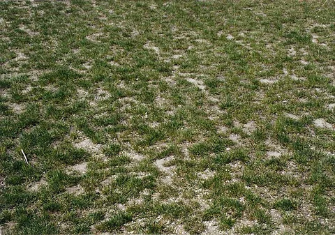 Solonetz-vegetation