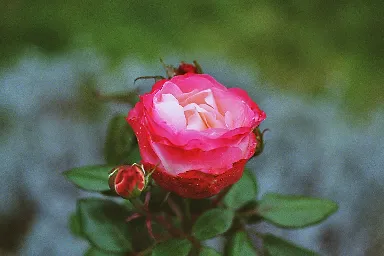 Rose2
