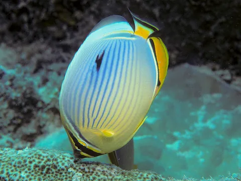 Bep chaetodon trifasciatus