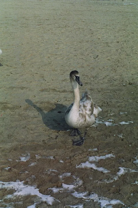Swan (cygnus olor) 2006-03 (2) immature