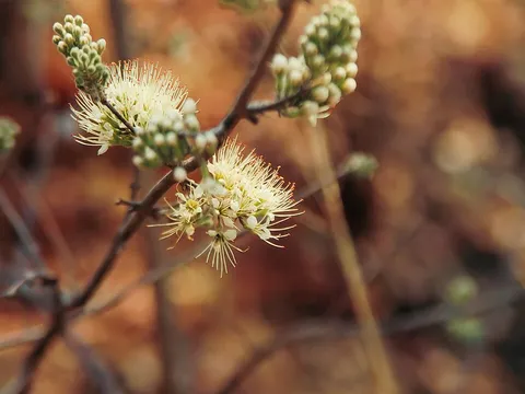 Combretum mossambicense (flowers)