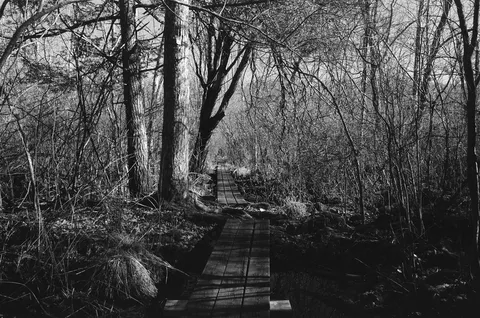 Great Swamp Trail
