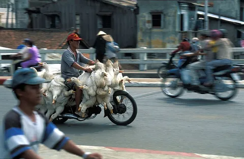 Animal transport as used in Ho Chi Minh City