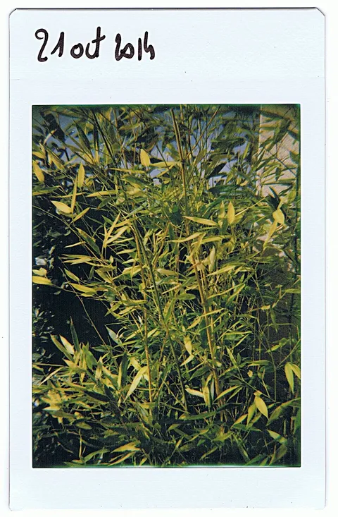 Jardin (15590879555)