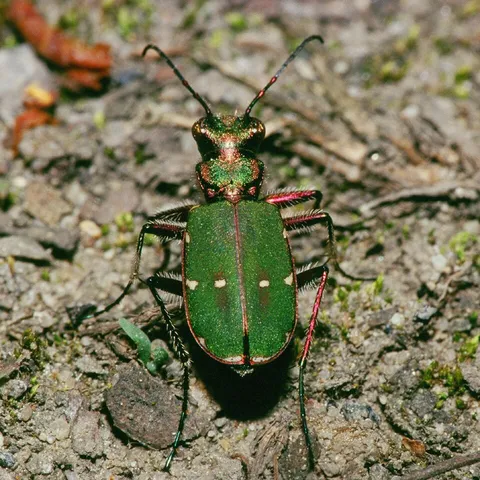 Cicindela.campestris.1809