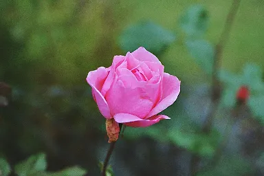 Rose close-up