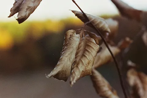 Colorful Autumn Leave - Flickr - markus spiske