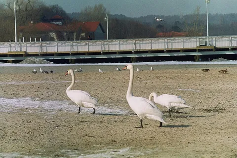 Swan (cygnus olor) 2006-03 (1) on a beach