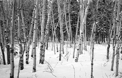 Winter trees, Whitehorse, shot on Pentax K1000