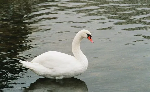 Cygnus olor Warnow Kabutzenhof Rostock