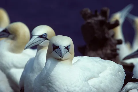 Northern Gannet AD-75