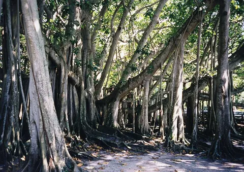 A banyan tree in Fort Myers