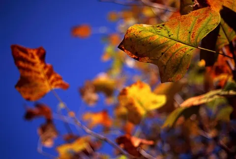 Autumn in Fujimi