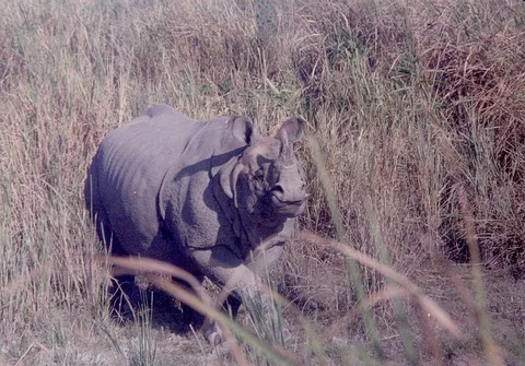 Rhino on the move