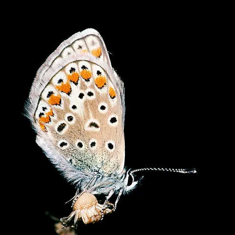 Polyommatus.icarus.female.3449