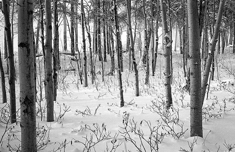 Trees in winter, Whitehorse, shot on Pentax K1000